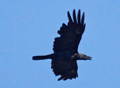 Corbeau à gros bec