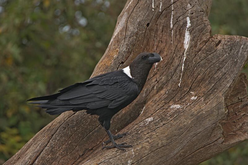 Corbeau à nuque blanche