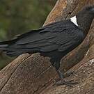 Corbeau à nuque blanche