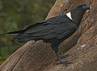 Corbeau à nuque blanche