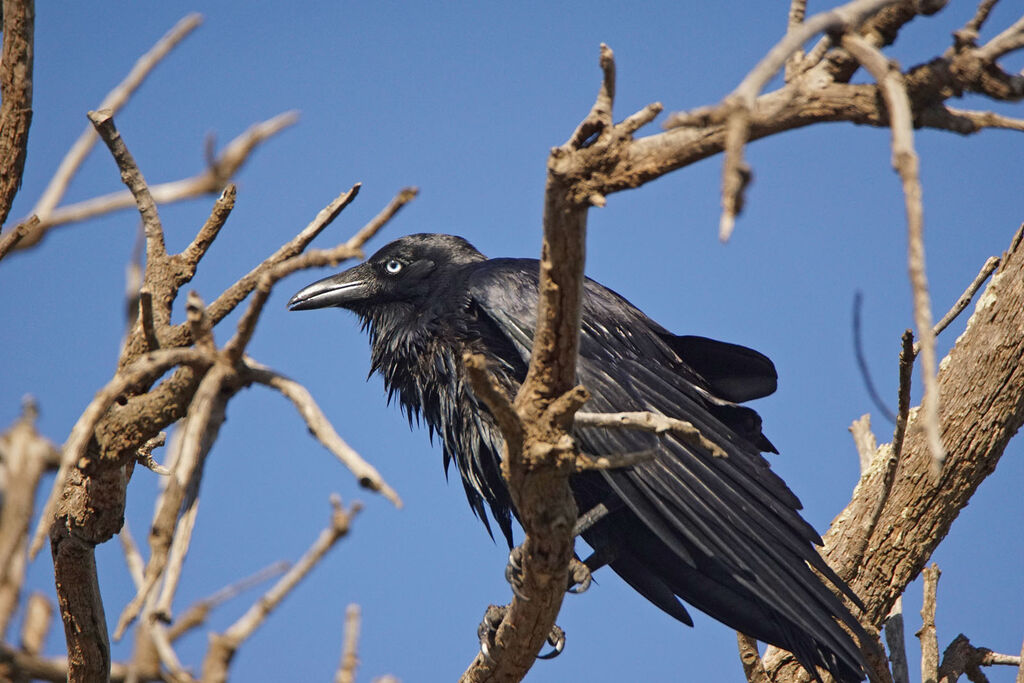 Australian Raven