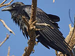 Corbeau d'Australie