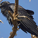 Corbeau d'Australie