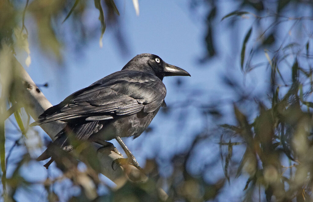 Corbeau de Tasmanie