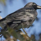 Corbeau de Tasmanie