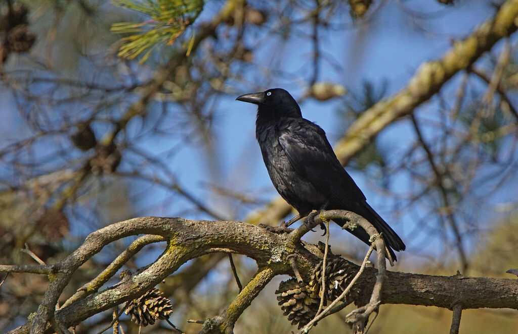 Corbeau de Tasmanie