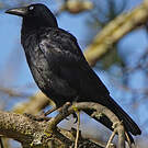 Corbeau de Tasmanie