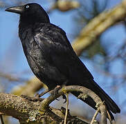 Forest Raven