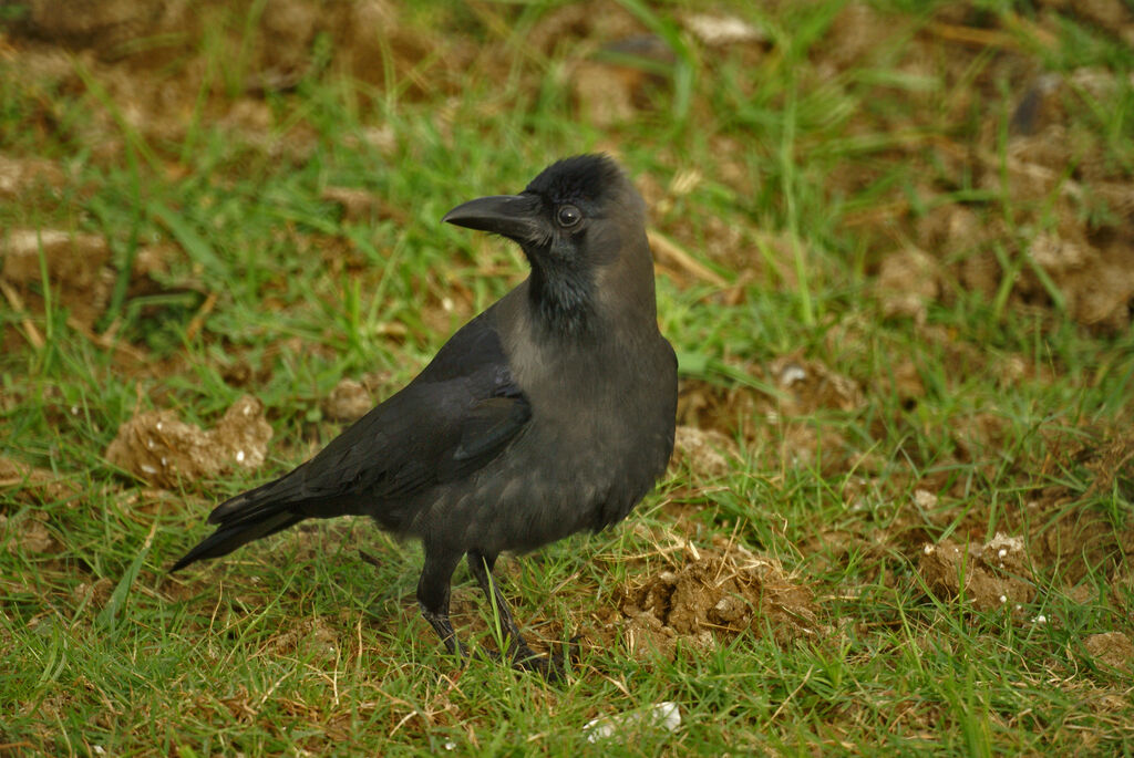 Corbeau familier