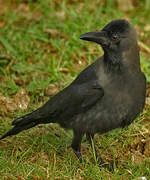 House Crow