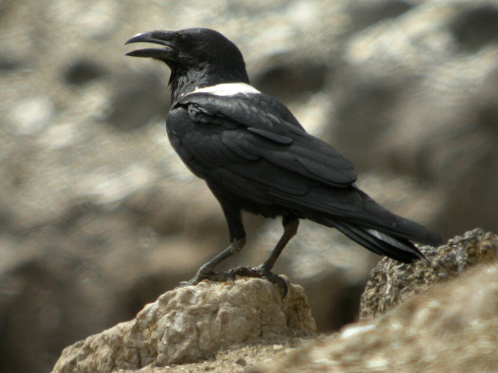 Corbeau pie