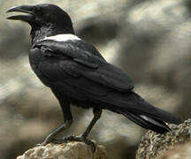 Pied Crow