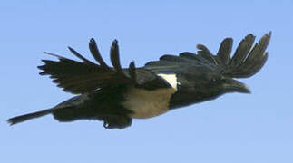 Pied Crow