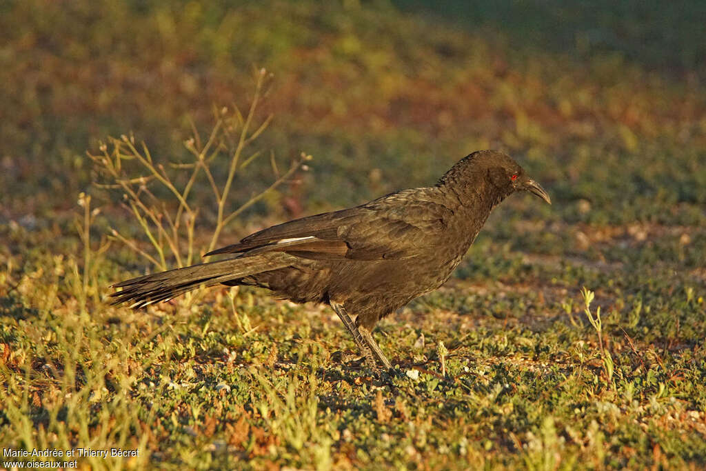 White-winged Choughadult