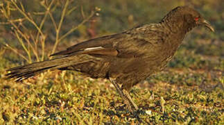 White-winged Chough