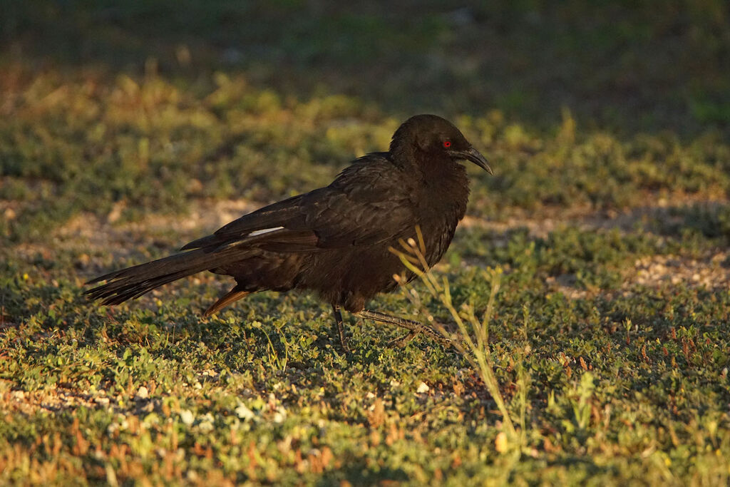 Corbicrave leucoptère