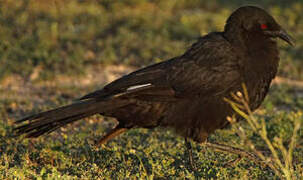 White-winged Chough