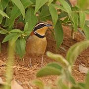 Collared Crescentchest