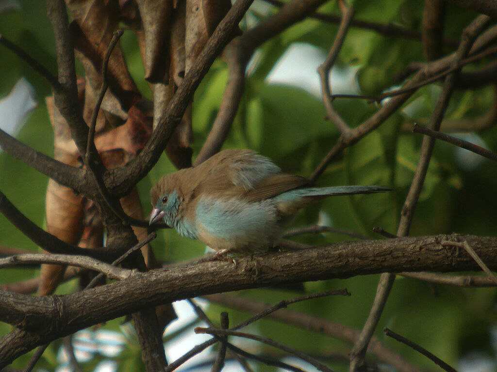 Red-cheeked Cordon-bleu