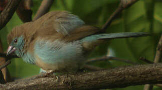 Red-cheeked Cordon-bleu