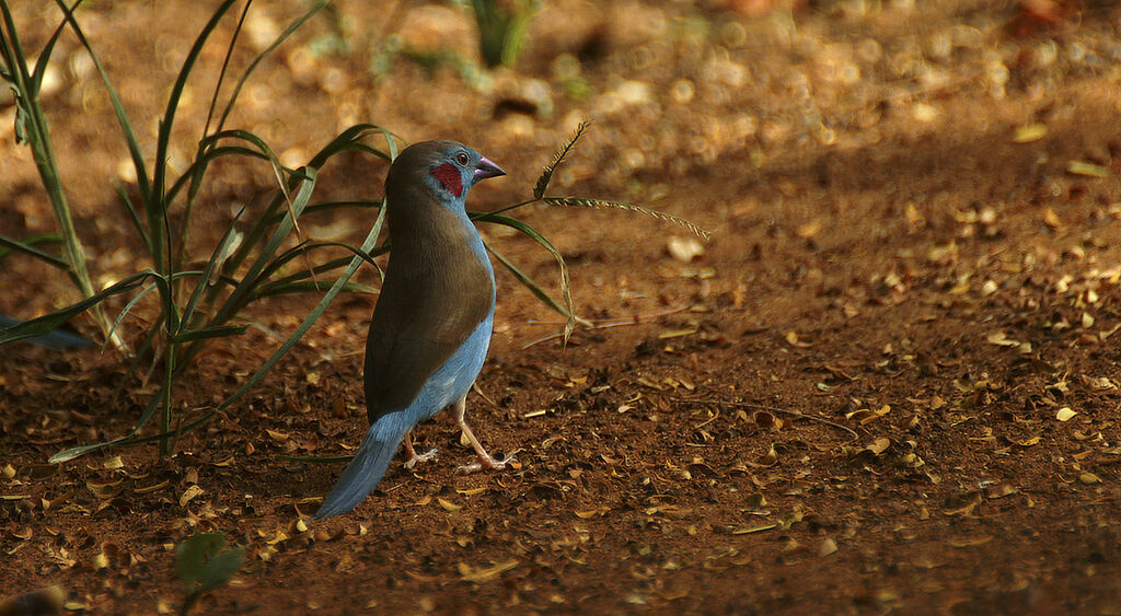 Red-cheeked Cordon-bleu