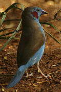 Red-cheeked Cordon-bleu