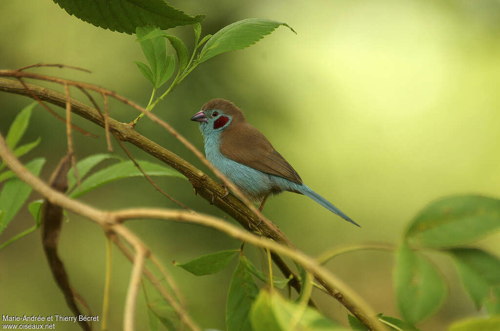 Red-cheeked Cordon-bleu male adult, identification