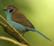 Red-cheeked Cordon-bleu