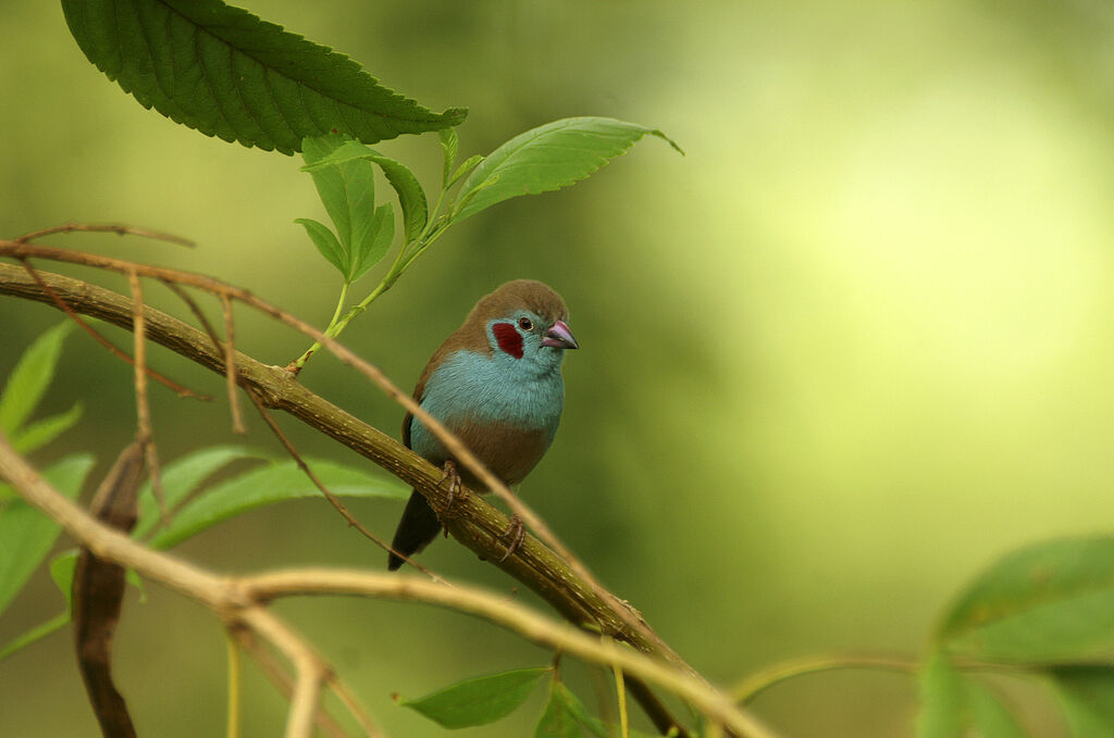 Red-cheeked Cordon-bleu