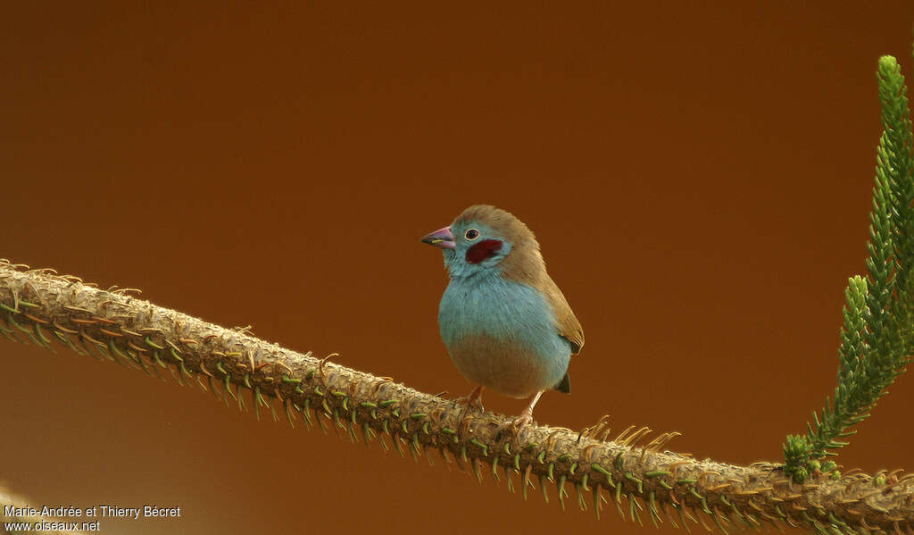 Red-cheeked Cordon-bleu male adult