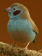 Red-cheeked Cordon-bleu