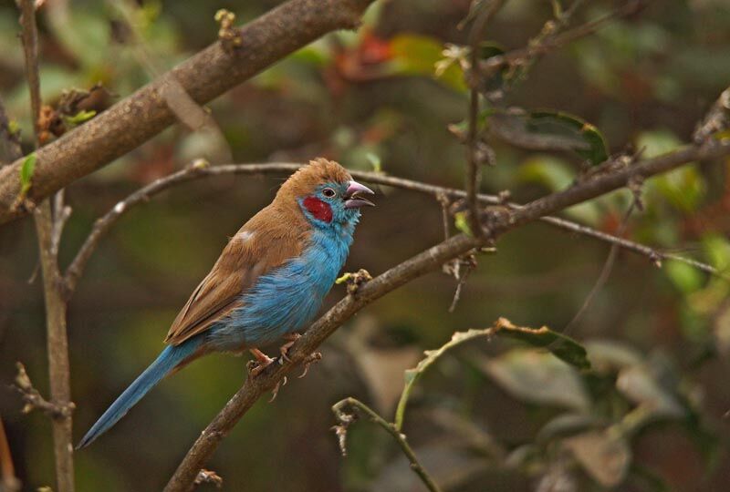 Red-cheeked Cordon-bleu