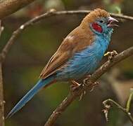 Red-cheeked Cordon-bleu