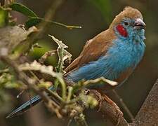 Red-cheeked Cordon-bleu