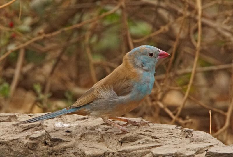 Cordonbleu cyanocéphale