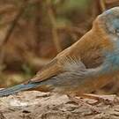 Cordonbleu cyanocéphale