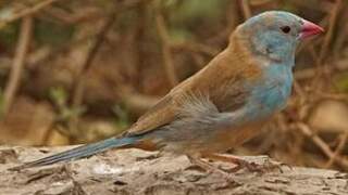 Blue-capped Cordon-bleu