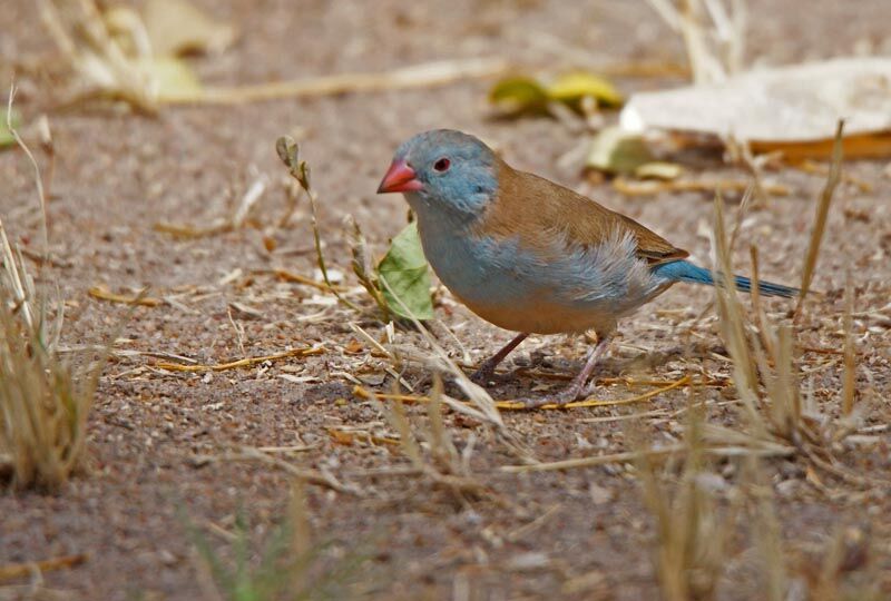 Blue-capped Cordon-bleu