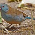 Cordonbleu cyanocéphale