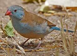 Blue-capped Cordon-bleu