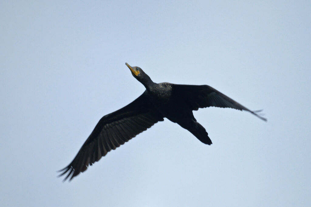 Cormoran à cou brun