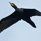 Cormoran à cou brun