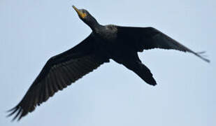 Indian Cormorant