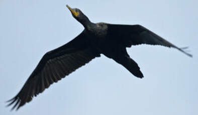 Cormoran à cou brun