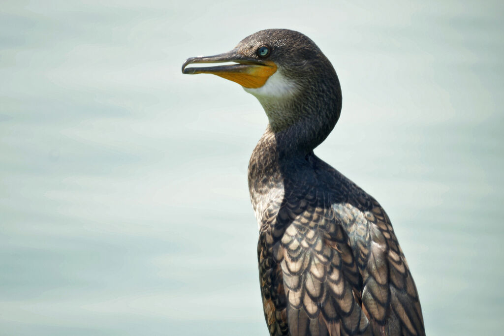 Cormoran à cou brun