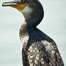 Cormoran à cou brun