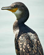 Indian Cormorant