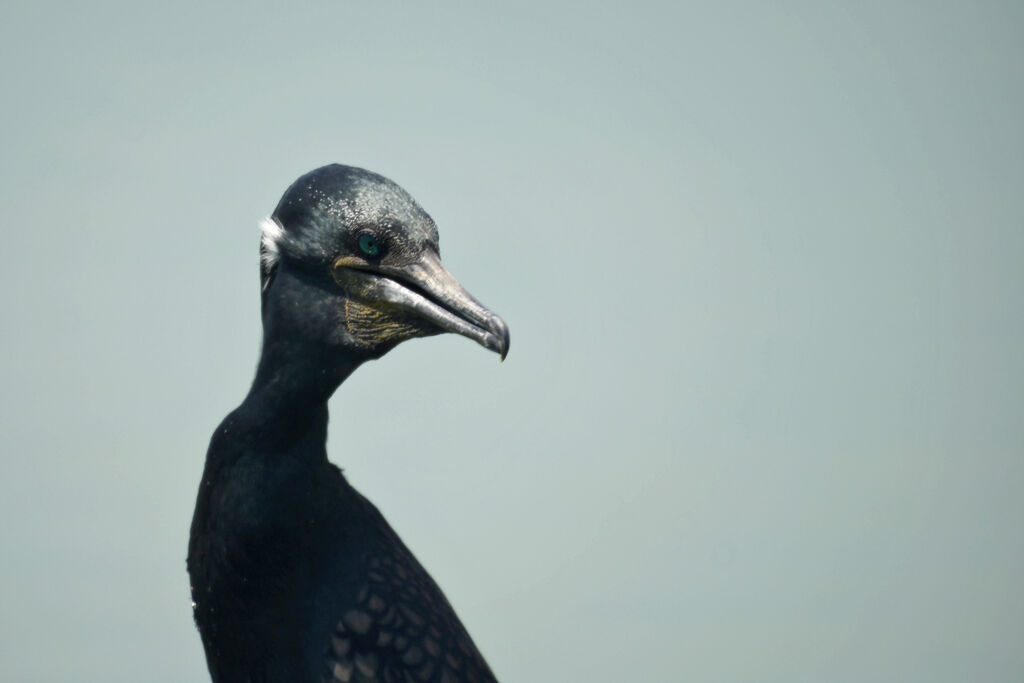 Cormoran à cou brun