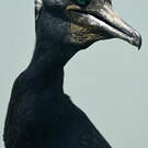 Cormoran à cou brun