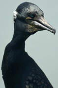 Indian Cormorant